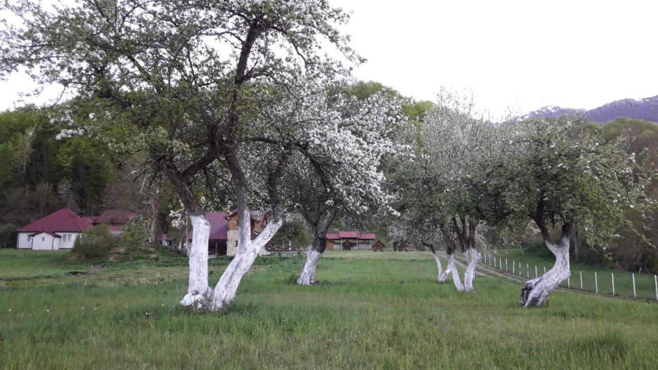 Camp &Apartmens Scepanovic Mojkovac Buitenkant foto
